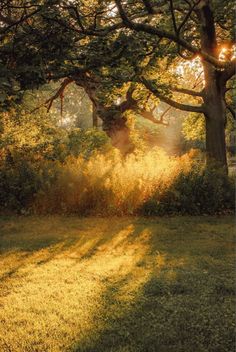 the sun shines through the trees and grass