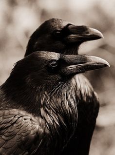 two black crows standing next to each other