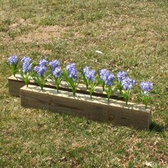 blue flowers are growing in a wooden planter