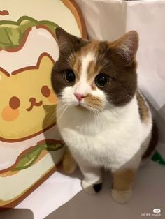 a brown and white cat sitting on top of a table next to a wall mural