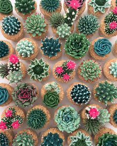 cupcakes decorated with succulents are arranged in the shape of a circle