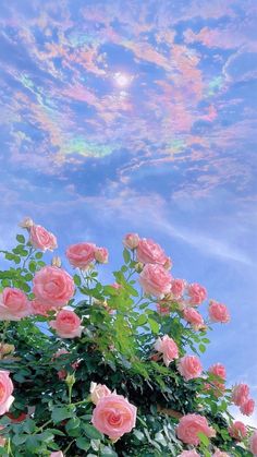 pink roses are blooming in the foreground with a blue sky and clouds behind them