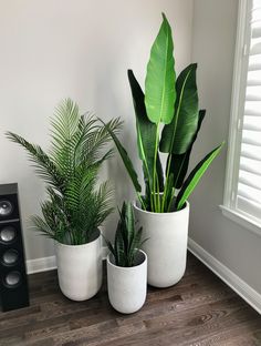 three potted plants sitting on top of a hard wood floor next to a speaker