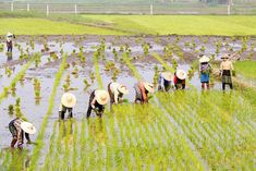 several people are working in the rice field