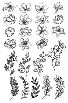 flowers and leaves are drawn in black ink on a white background, each with different colors