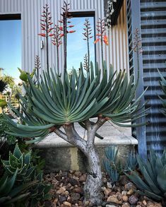 a large green plant sitting in front of a building