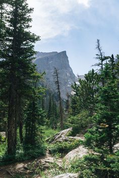 trees and rocks on the side of a mountain