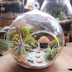 two different terrariums with plants and rocks in them