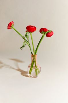 three red flowers are in a clear vase