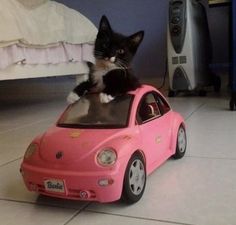 a cat sitting on top of a pink toy car