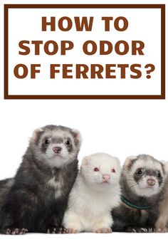 three ferrets sitting next to each other with the words how to stop odor of ferrets?