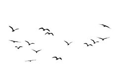 a flock of birds flying across a white sky with one bird in the foreground