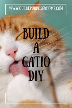 a close up of a cat with the words build a catio diy