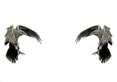 two black and white birds flying in the air with their wings spread out, facing each other