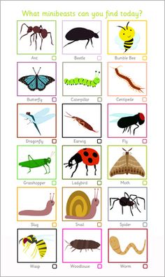 an animal and insect life cycle worksheet for kids to learn how to tell the animals