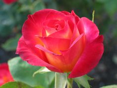 a red rose is in front of a sign that says, the performance remains in the hand that gives the rose?