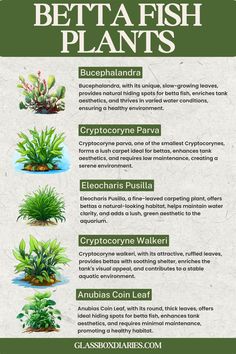 the benefits of betta fish plants for aquariums and other aquatic creatures to grow