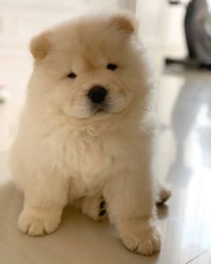 a small white dog sitting on top of a hard wood floor