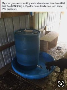 a goat drinking water out of a blue barrel in a pen with hay and straw