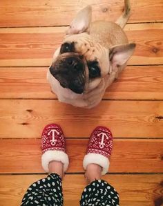 a person standing next to a small dog on top of a wooden floor with his feet up