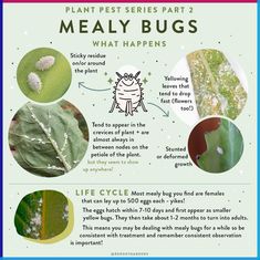 the life cycle of a plant is shown in this poster, with instructions on how to use