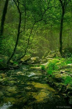 a stream running through a lush green forest filled with lots of trees and grass covered rocks