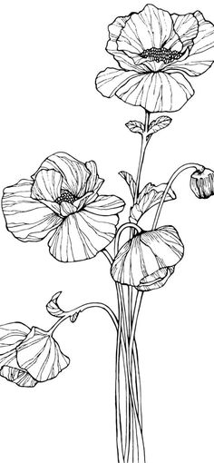 an ink drawing of three flowers on a white background