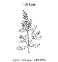 Basil Tattoo, Basil Illustration, Field Drawing, Body Tattoos, Basil, Home Decor Decals, Google Search, Tattoos