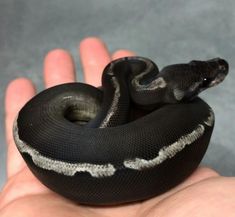 a hand holding a black and white snake in it's palm