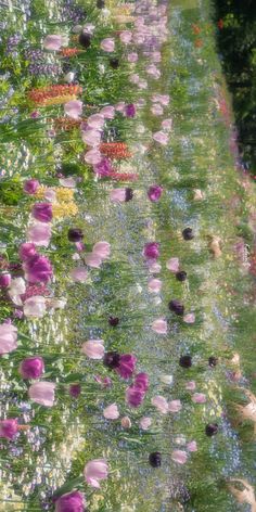 flowers are floating in the water and being reflected by it's reflection on the ground