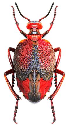 a bug with red and black markings on it's back legs, sitting in front of a white background