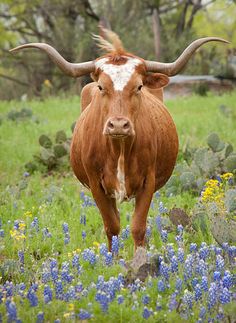 a brown cow with long horns standing in a field full of blue bonnets and wildflowers