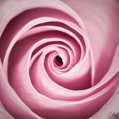 a close up view of a pink rose's petals with the center in focus