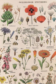 an illustration of wildflowers and other flowers from the book'flower specimens '