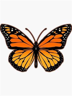 an orange and black butterfly on a white background