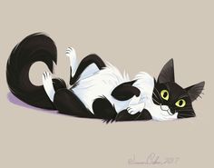 a black and white cat laying on its back