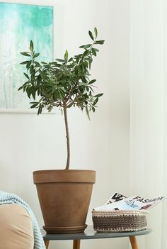 a potted plant sitting on top of a table next to a basket and blanket