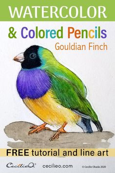 a colorful bird sitting on top of a piece of paper with the words watercolor and colored pencils written below it