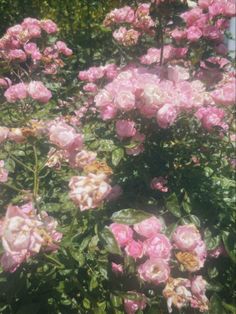 pink flowers are blooming in the garden