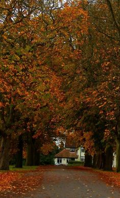 an empty road surrounded by trees with leaves on the ground and houses in the background