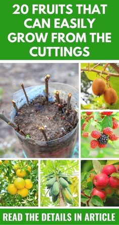 20 fruits that can easily grow from the cuttings read the details in article below