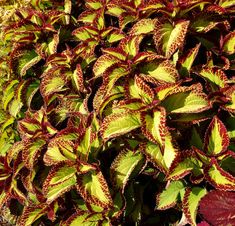 red and green leaves on a plant in the sun