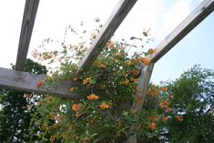 an orange flower growing on the side of a wooden structure with trees in the background