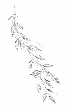 a drawing of a branch with leaves on it