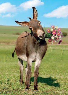 a donkey standing on top of a lush green field holding a bouquet of flowers in it's mouth