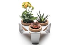 three succulents are sitting on top of a table