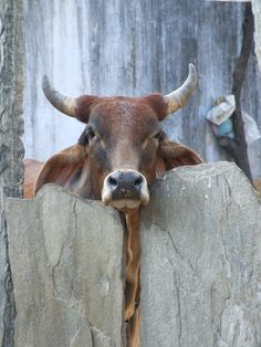 a cow with horns sticking its head over a stone wall