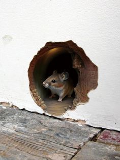 a small rodent looking out from its hole in the side of a house wall