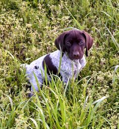 a brown and white dog sitting in tall grass