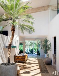 a palm tree in the middle of a living room with white walls and wood floors